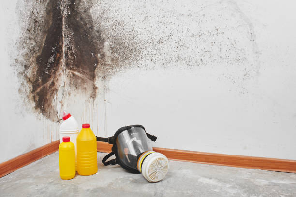 Best Mold Remediation  in Harlan, KY