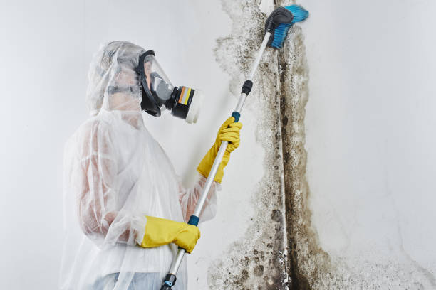Best Mold Removal Company Near Me  in Harlan, KY
