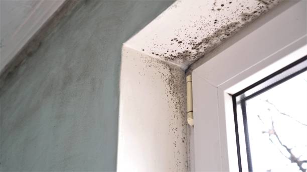 Best Mold Inspection  in Harlan, KY