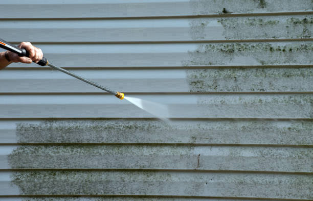 Best Local Mold Removal Service  in Harlan, KY