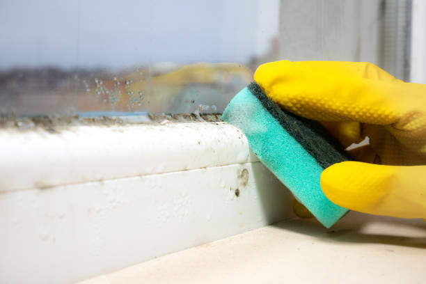 Best Emergency Mold Removal  in Harlan, KY