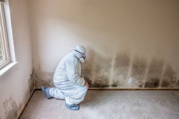 Best Mold Testing and Removal  in Harlan, KY