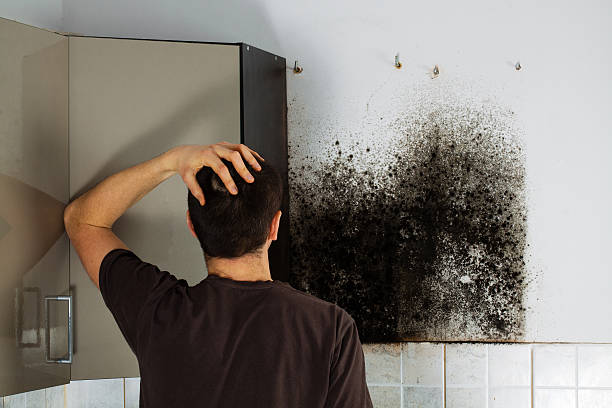 Best Crawl Space Mold Removal  in Harlan, KY