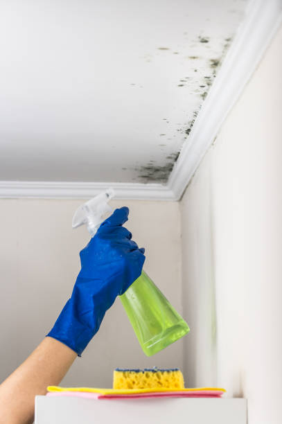 Mold Removal and Inspection in Harlan, KY